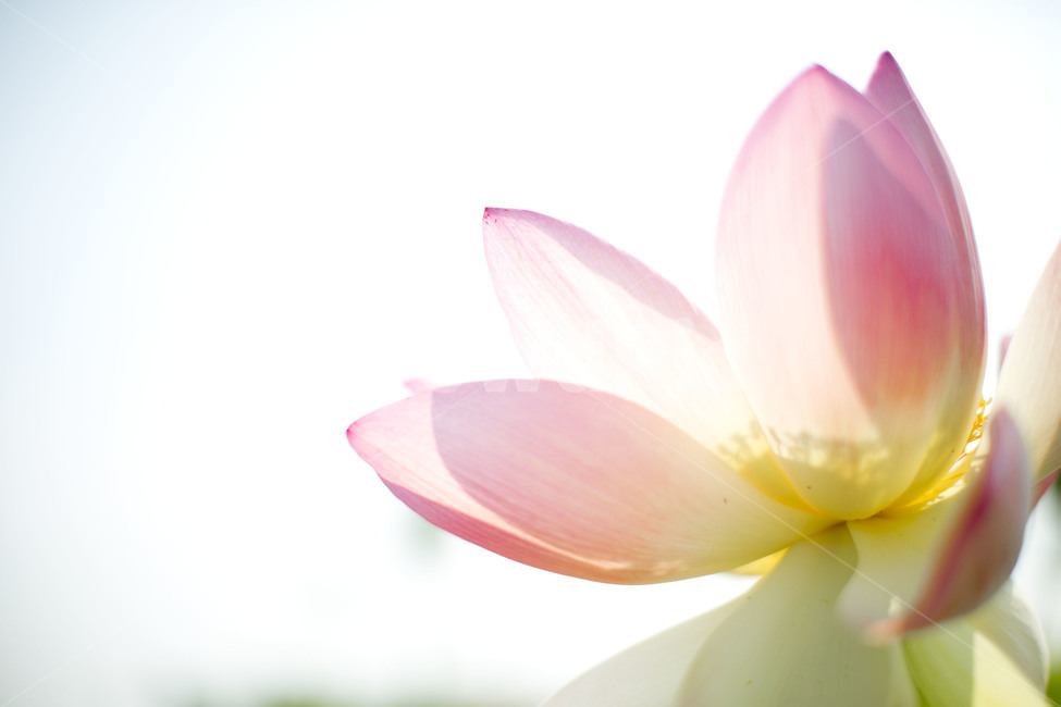 연꽃,수련,분홍색,여름꽃,flower,lotus