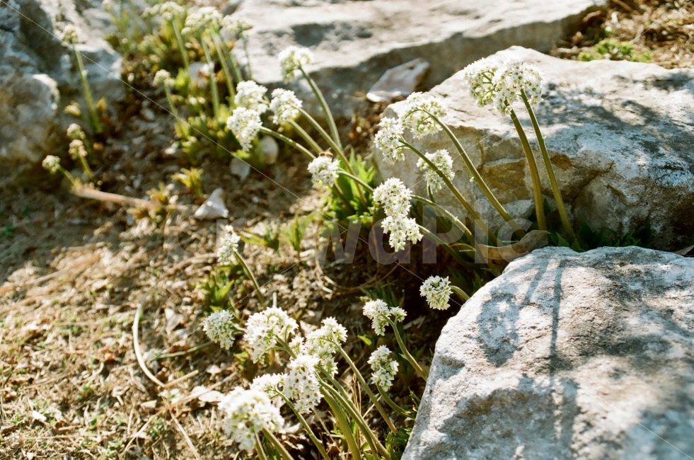 돌단풍,돌단풍꽃,야생돌단풍,꽃,야생화,필름사진,식물,자연,plants,nature