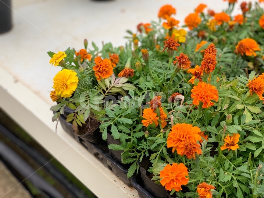 plant,식물,pottedplant,화분,pottery,vase,jar,노랑색,밝은,주황색,yellow,orange,잎,leaf,식물,자연,plants,nature,꽃,flower