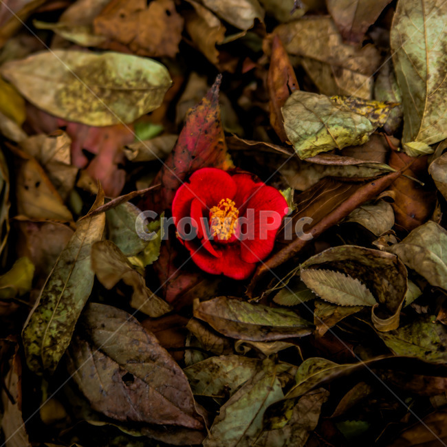 leaf,잎,plant,식물,동백꽃,동백섬,식물,자연,plants,nature,꽃,flower