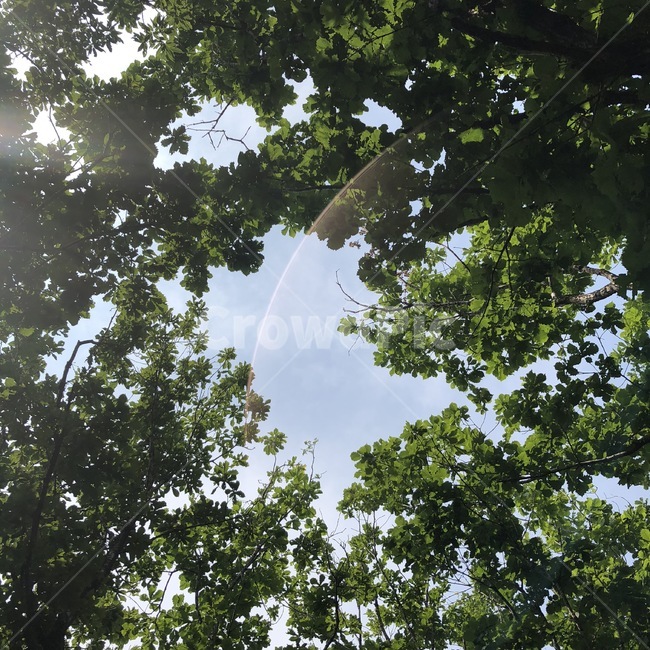 자연,나무,greenery,빛,하늘,숲,산,자연,풍경,nature,landscape,flare,플레어,light,tree,plant,식물,sunlight,햇빛