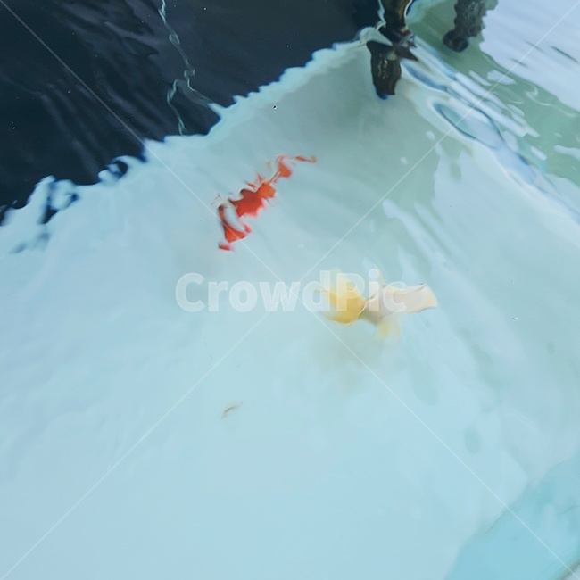물고기,붕어,금붕어,파란,푸른,여름,물,어항,water