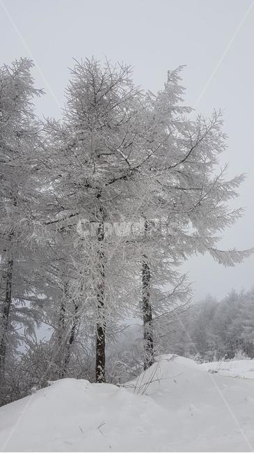겨울나무,눈,겨울,나무,폭설,태기산나무,자연,풍경,겨울,계절,winter,season