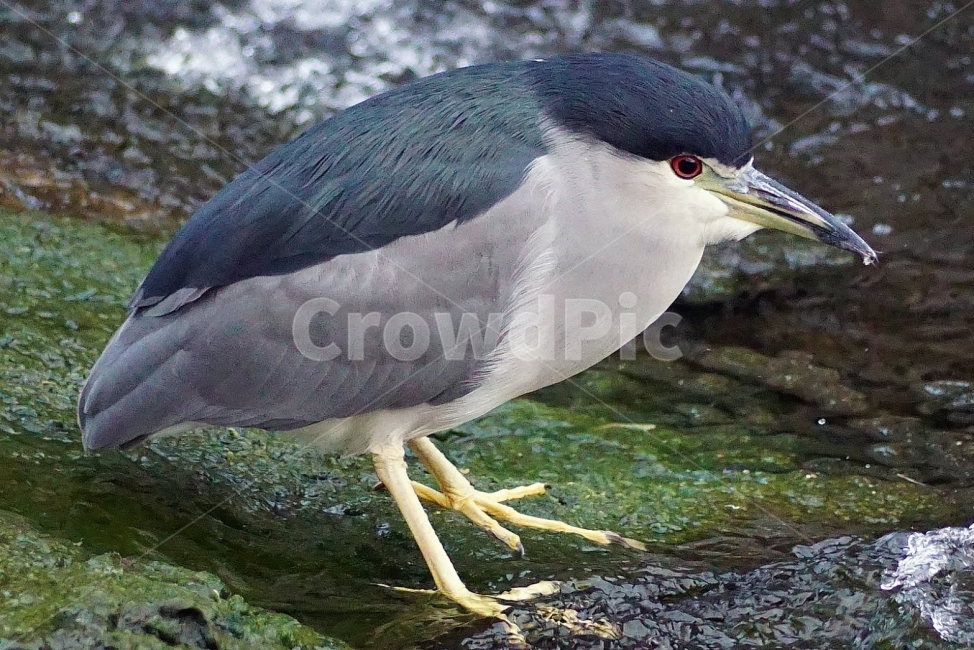 자연,부산,조류,온천천,해오라기,새,탐조,물새,동물,animal,조류,새,birds