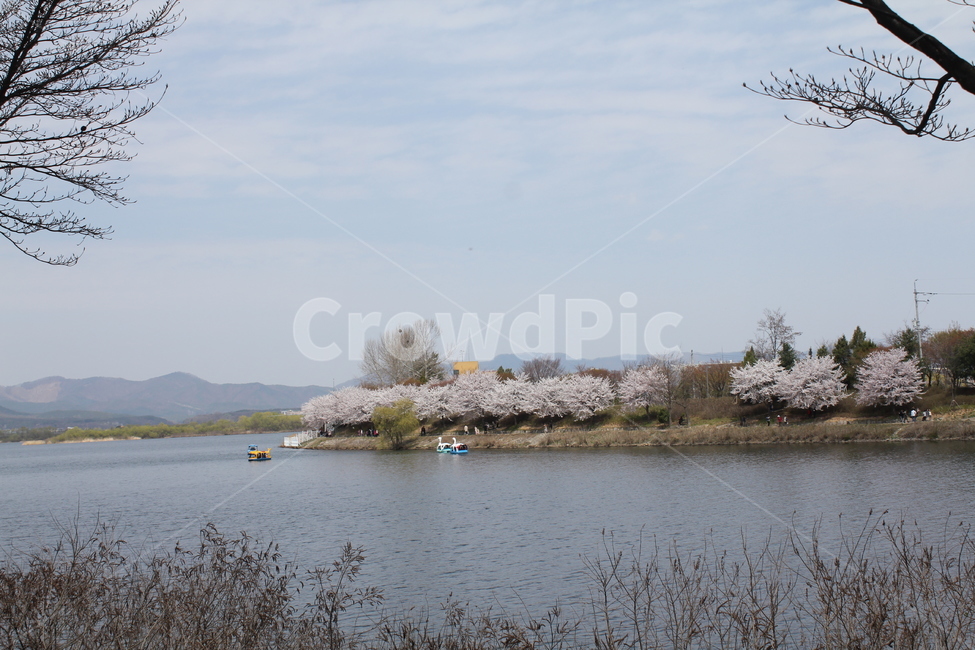 호수,풍경,자연,물,벚꽃,자연,풍경,nature,landscape,outdoors,옥외