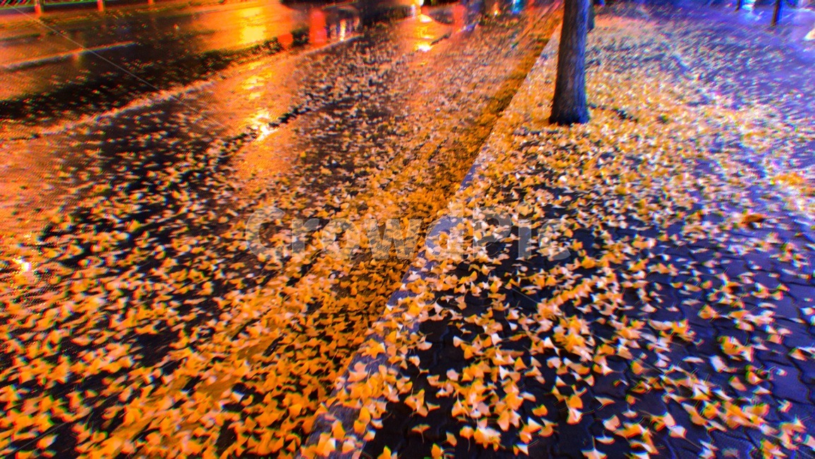 fallenleaves,낙엽,fall,autumn,가을,자연,nature,풍경,scenery,landscape,nightview,nightscene,야경,색깔,색상,색채,색감,colorsense,colorsensitivity,feelingofcolor,가을,계절,fall,autumn,season,confetti,색종이 조각,paper,종이