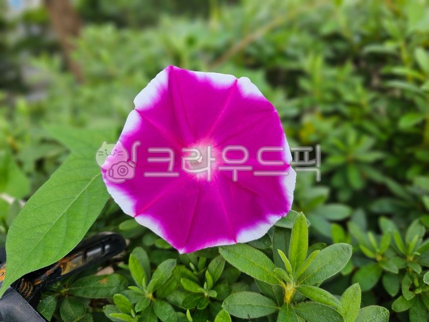 나팔꽃,꽃,꽃잎,보라,잎,flower,petal,purple,leaf