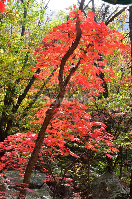 가을,단풍,자연,풍경,북한산,잎,단풍잎,붉은,나무,계절,계곡,숲,힐링,plant,fall,autumn,season,forestnature,landscape,한국자연풍경,한국자연경관,korea,tree,maple,leaf,가을,계절,fall,autumn,season,자연,풍경,nature,landscape,식물,plants,나무,trees,wood