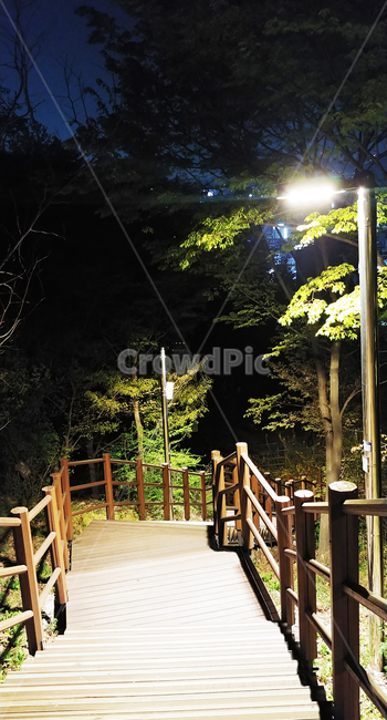 공원,밤,산책길,가로등,불빛,나무,산책로,계단