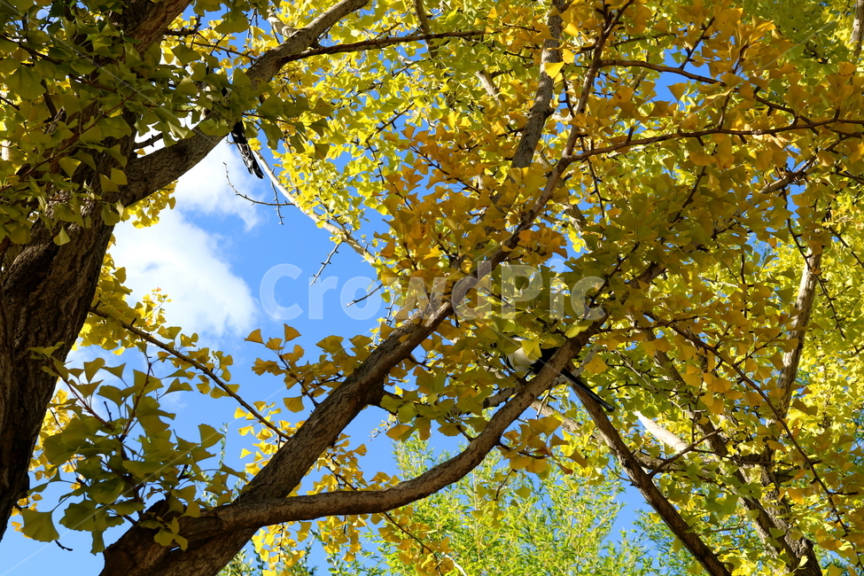 나무,은행나무,단풍,식물,자연,풍경,까치,새,조류,동물,가을,계절,fall,autumn,season,식물,자연,plants,nature,나무,trees,wood,tree,plant,tree trunk,나무 줄기,leaf,잎