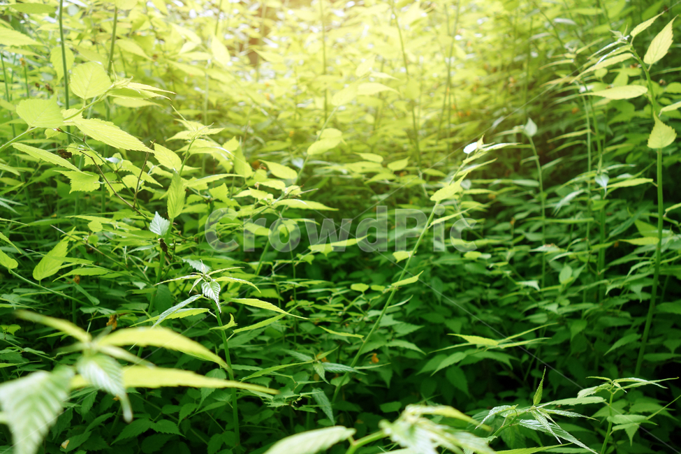 고요한,울창한,햇살,자연,희망,맑은,햇빛,leaves,초록,감성,배경,바탕,여유,덩쿨,식물,힐링,휴식,가을,여름,숲,숲속,싱그러운,신선한,공기,따뜻한,식물,자연,plants,nature