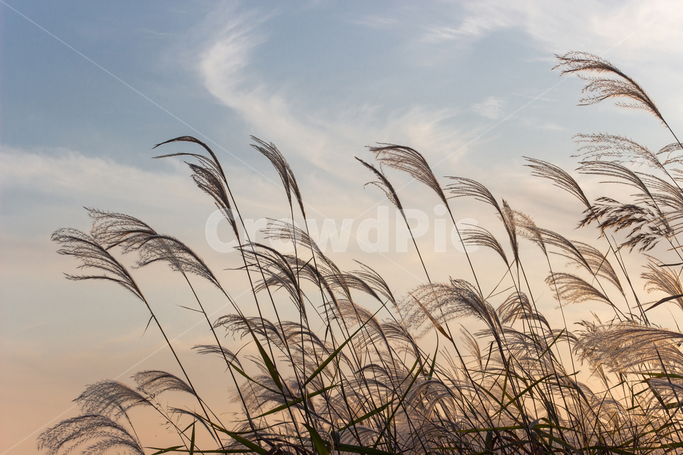노을,억새,갈대,식물,자연,plant,가을,계절,fall,autumn,season