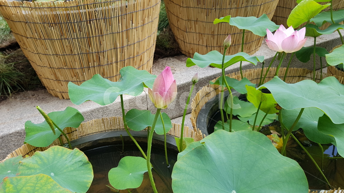 수련,연꽃,봉우리,수수함,연닢