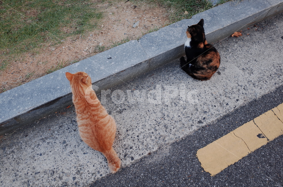 고양이,도로,친구,길고양이,길냥이,노란고양이,검은고양이,고양이두마리
