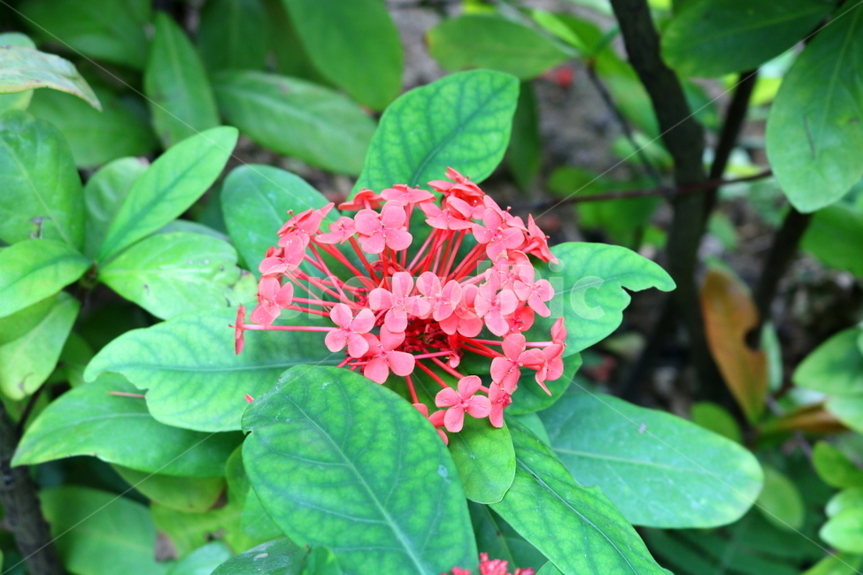 익소라,익소라꽃,꽃,식물,나무,자연,붉은색꽃,나뭇잎,빨간색꽃,식물,자연,plants,nature,꽃,flower