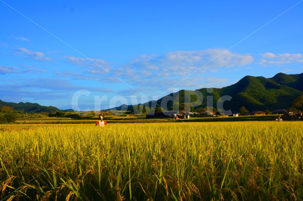 가을,허수아비,벼,가을하늘,천고마비,가을사진,안동,농촌,농경,자연,풍경,nature,landscape,한국자연풍경,한국자연경관,korea nature landscape,시골,마을,country,rural,town,농업,농사,agriculture,farming,farming industry,outdoors,옥외,grassland,목초지,field,들