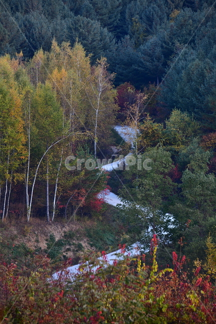 자연,풍경,가을,단풍,새벽,산,나무,가을,계절,fall,autumn,season,자연,풍경,nature,landscape,tree,plant,식물,fir,전나무,conifer,구과 식물