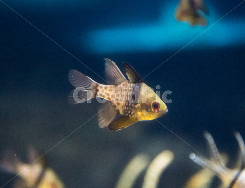 cichlid,fish,freshwater fish,aquarium