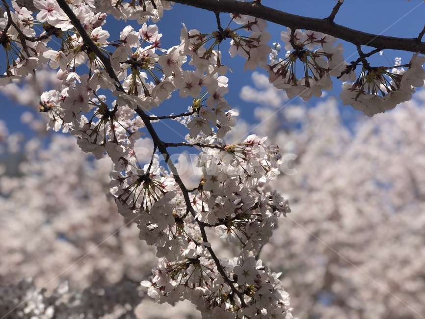 plant,식물,blossom,꽃,flower,식물,자연,plants,nature,꽃,flower