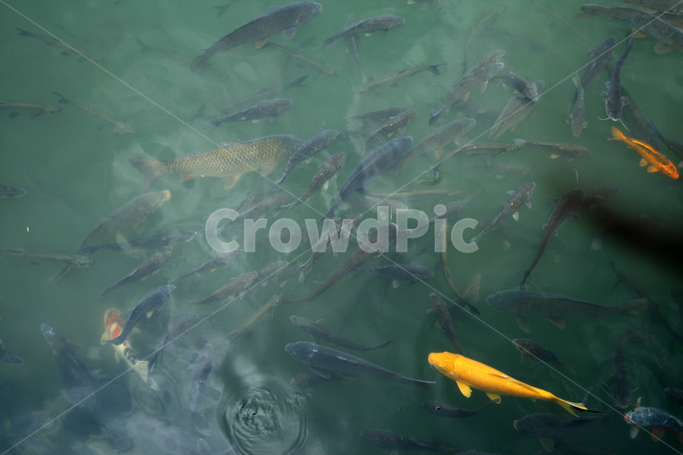 물고기,잉어,호수,여름,물결,공원,동물,animal,어류,물고기,fish