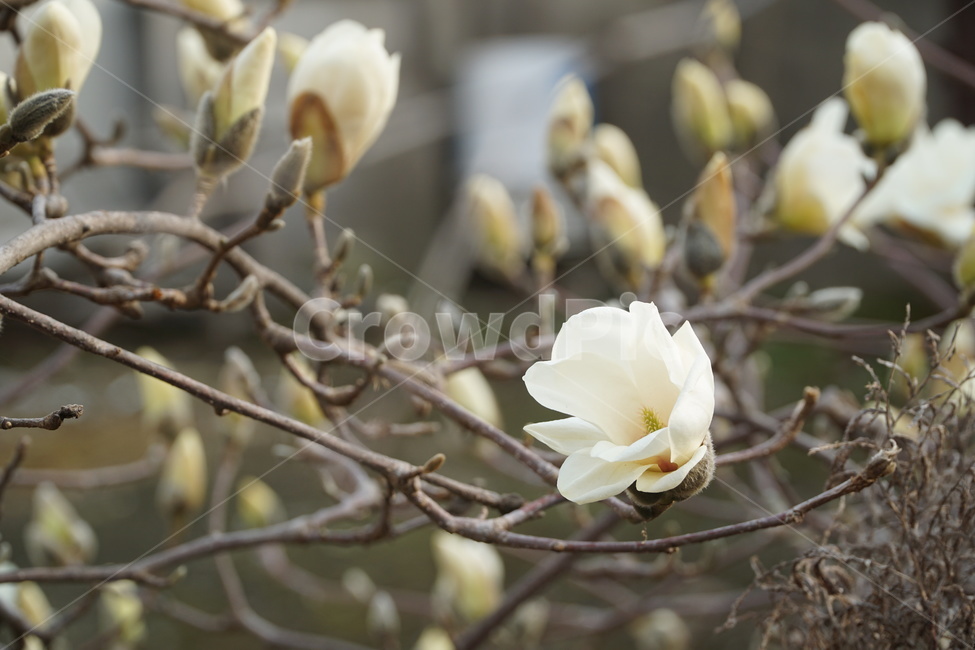 목련,꽃,봄,꽃잎,생명력,나무,식물,자연,plants,nature,꽃,flower
