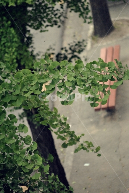 녹음,나무,벤치,길거리,아웃포커스,green,tree,bench,street,outfocus,식물,자연,plants,nature