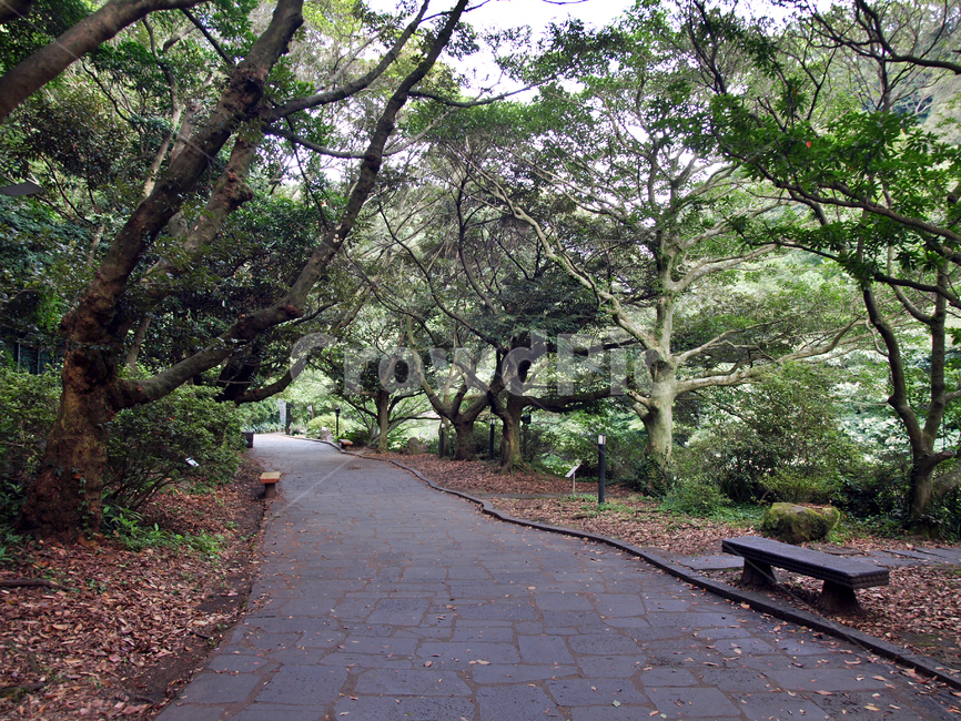 산책로,천지연폭포,서귀포시,제주,숲,자연,자연,풍경,nature,landscape