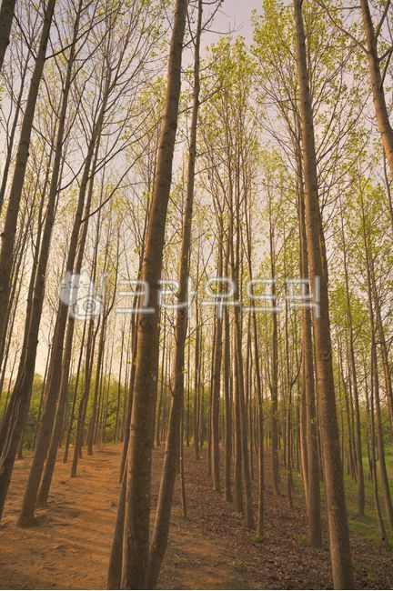 straight tree,tree forest path,tree,tree road,forest road