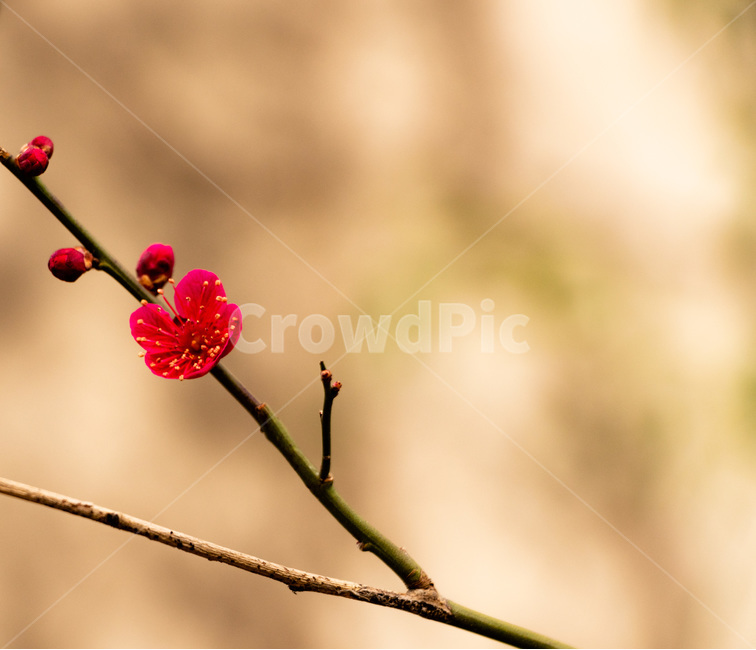 매화,매화꽃,매실꽃,홍매화,적매화,빨간매화,봄,계절,spring,season,식물,자연,plants,nature,꽃,flower,plant