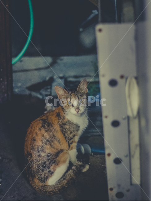 고양이,cat,pet,동물,animal,포유류,인스타감성사진,감성사진,배경화면,바탕화면,감성,잠금화면,동물,animal,포유류,mammal,고양이,cat,kitten,kitty