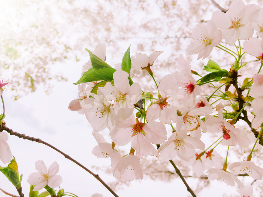벚꽃,blossom,꽃,flower,식물,plant,봄,spring,분홍,pink,감성,sensible,자연,nature,식물,자연,plants,nature,꽃,flower