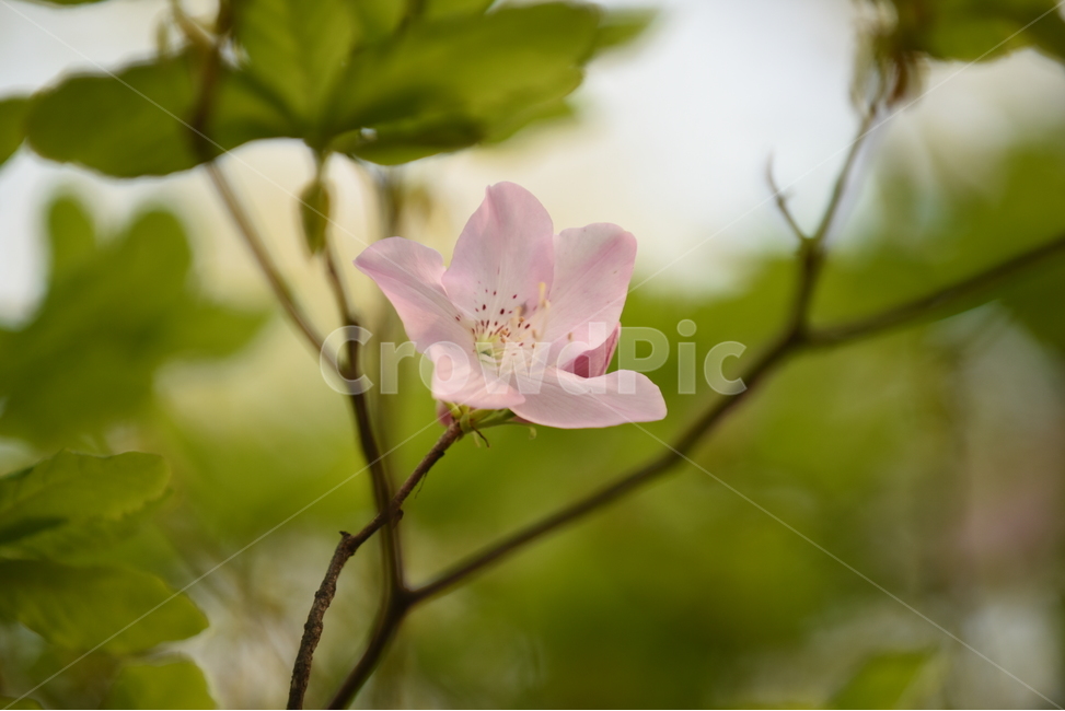 나팔꽃,식물,plant,꽃,잎사귀,잎