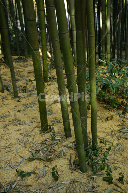 대나무,숲,나무,자연,식물,식물,자연,plants,nature,나무,trees,wood
