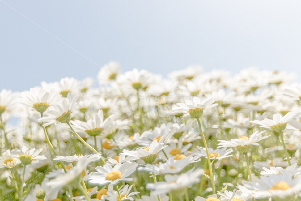 꽃,샤인,shine,눈부시다,하얀,새하얀,눈부신,이쁜,식물,자연,plants,nature,꽃,flower,감성,sensible,feeling