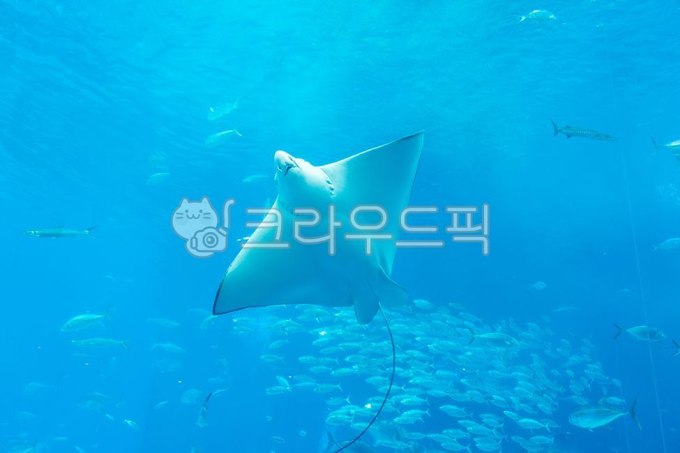 츄라우미수족관,오키나와,일본,가오리,물고기,해양생물,수족관,바다,동물,아쿠아리움