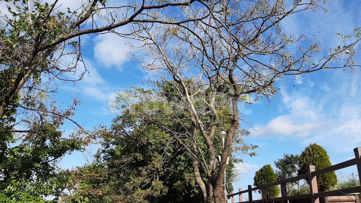 하늘,구름,나무,자연,풍경,파란하늘,가을하늘,tree,plant,식물,treetrunk,나무줄기