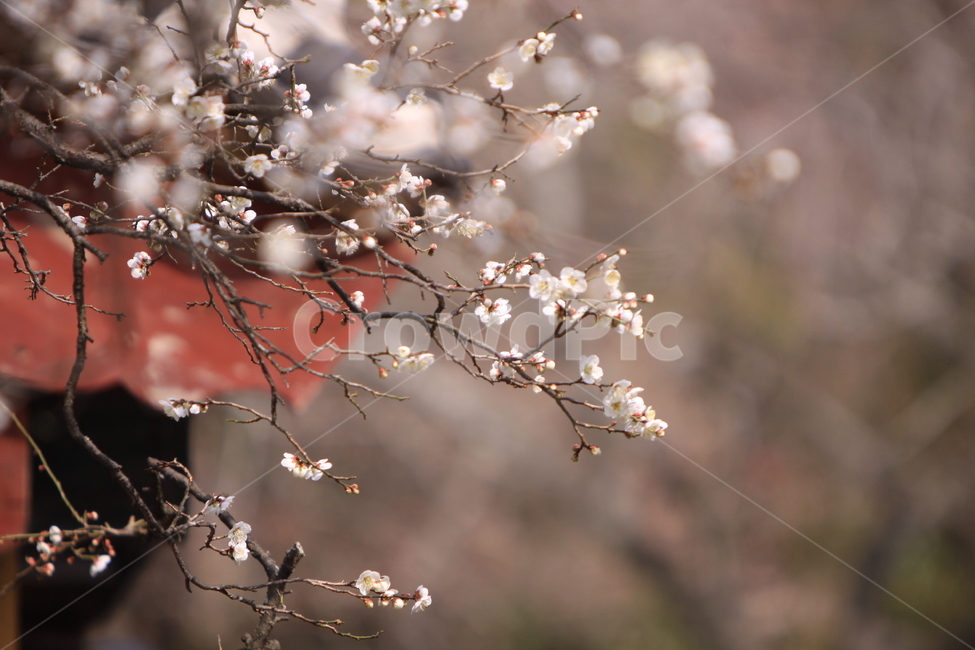 매화,선암매,고매,봄꽃,매화나무,식물,자연,plants,nature,꽃,flower