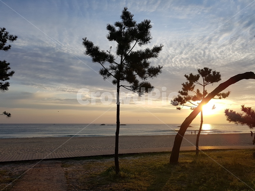 tree,나무,nature,자연,동해,해돋이,일출,바다,자연,풍경,nature,landscape