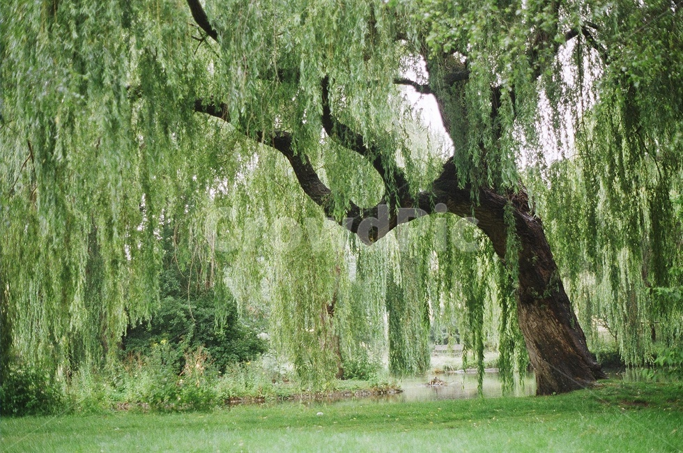 tree,plant,식물,나무,자연,풍경,필름카메라,film,초록