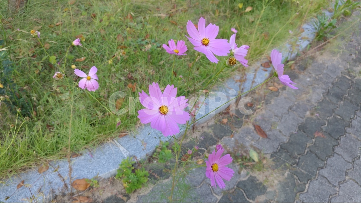 풍경,계절,가을,꽃,코스모스,야외,분홍색,풀,식물,정원,산책로,길,녹색,자연,Landscape,season,autumn,flower,cosmos,outer,pink,grass,plants,gardens,mountainroads,green,nature,식물,자연,plants,nature,꽃,flower