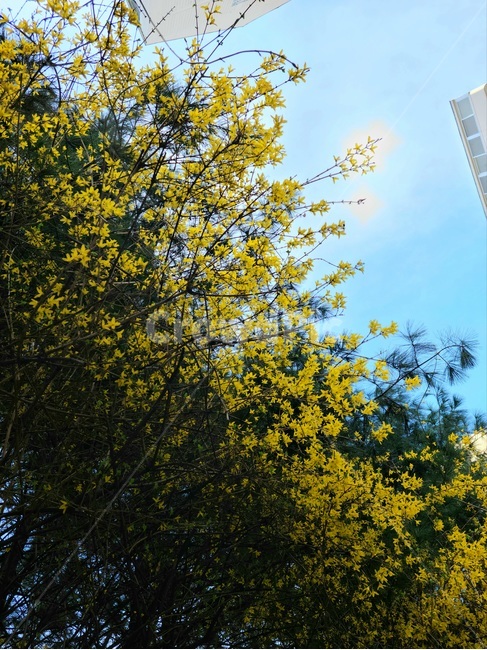 봄,개나리,나무,하늘,꽃,파란하늘,구름,만개,하늘샷,개화,flower,sky,노랑,yellow