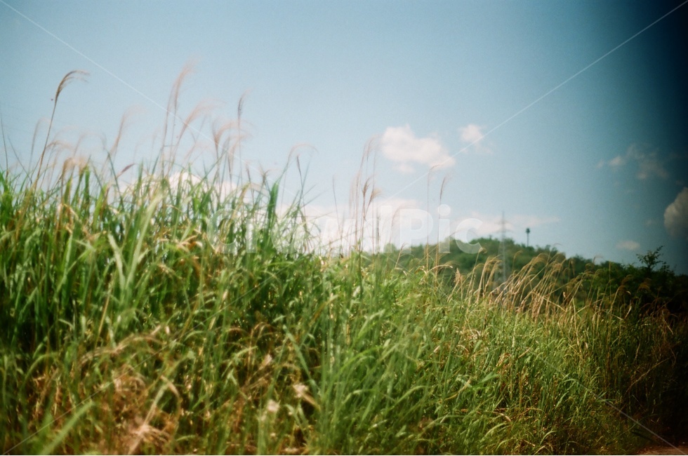 산,풀,잔디,자연,식물,자연,풍경,nature,landscape,감성,sensible,feeling,grass,plant