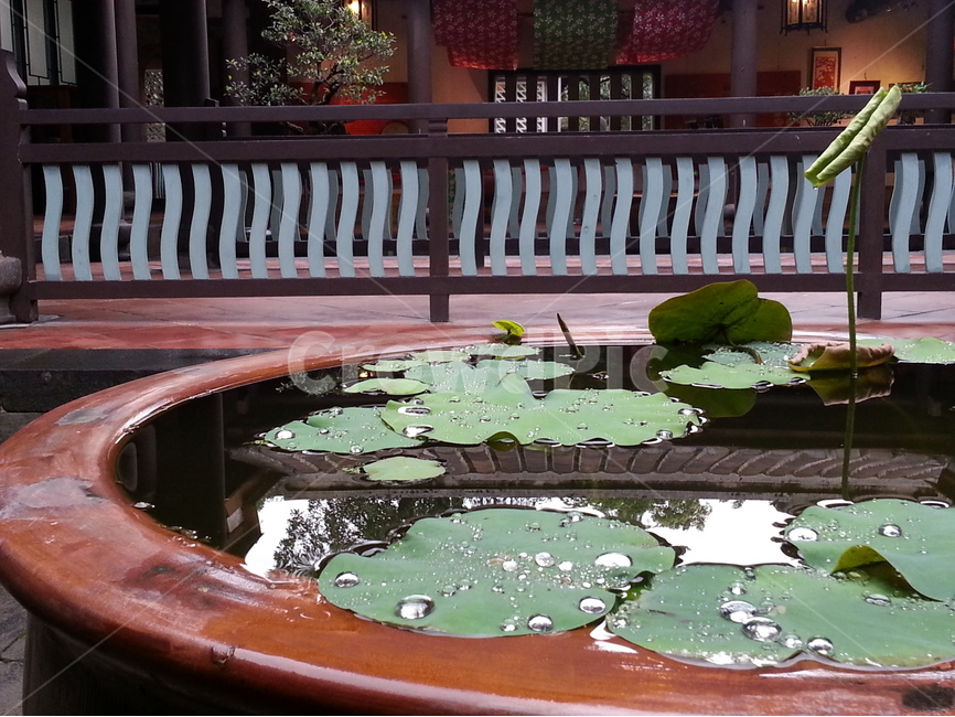 연꽃,연,식물,항아리,연잎,화원,정원,정자,임가화원,대만,단지,화분,식물,자연,plants,nature