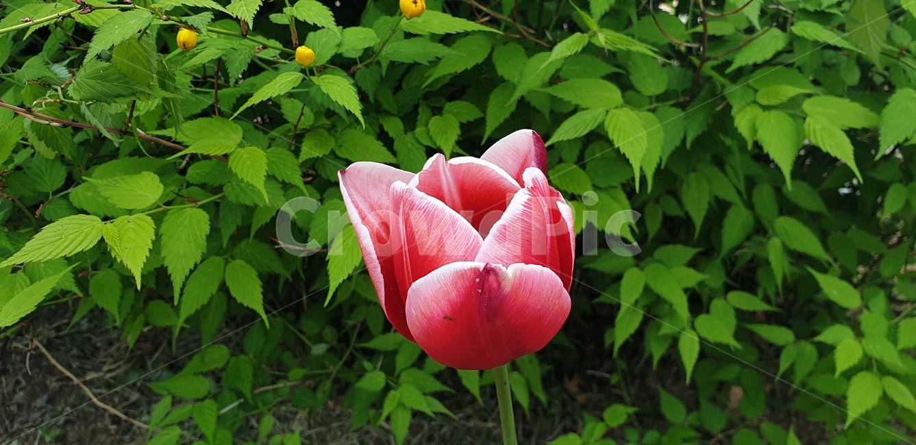 꽃,봄,식물,파릇한,자연,색감,식물,자연,plants,nature,꽃,flower