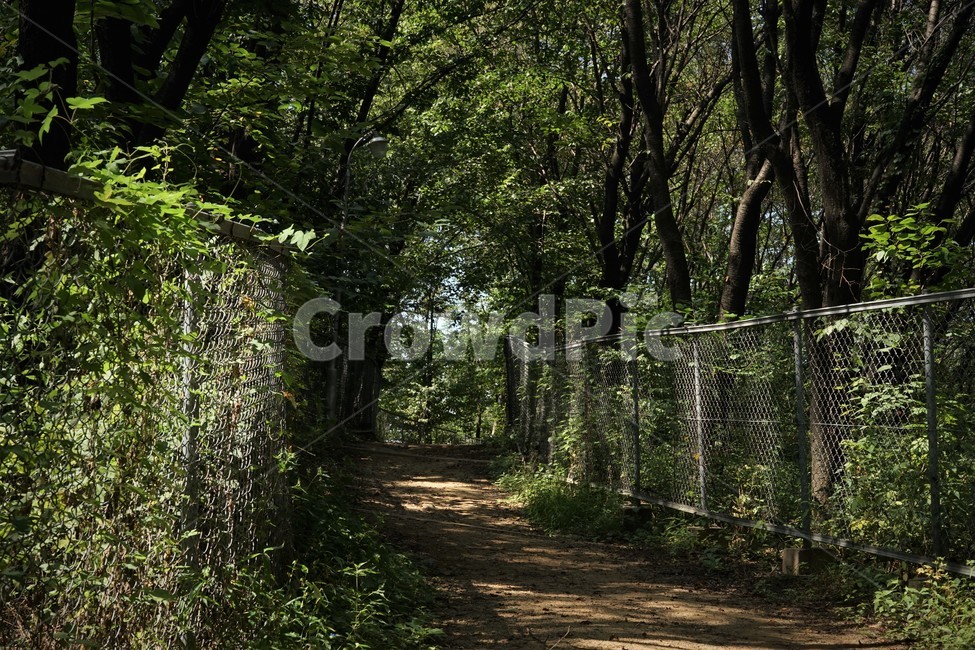 숲,나무,초록,신록,숲길,자연,nature,woods,green,forest,forestbathing,freshness,자연,풍경,nature,landscape,tree,plant,식물