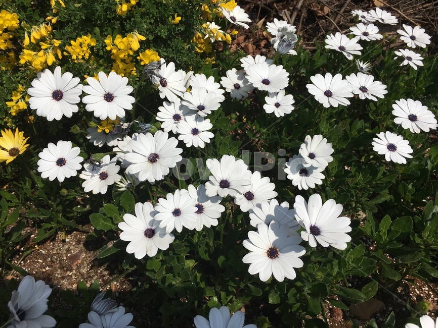 꽃,봄,흰꽃,꽃송이,만개,흰색,노랑색,자연,플라워,컬러,칼라,피우다,희다,화창하다,하양,화이트,옐로우,생화,아름답다,아름다움,밝다,꽃잎,하얀꽃,하얗다,녹색,줄기,개화,개화하다,white,flower,yellow,color,colorful,green,bloom,spring,nature,beautiful,gorgeous,pretty,fullbloom,petal,floralleaf,day,식물,자연,plants,nature,꽃,flower