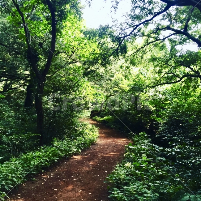 제주,제주도,숲,비자림,숲길,나무,자연,여름,환경,풀,자연,풍경,nature,landscape,여름,계절,summer,season,path,통로