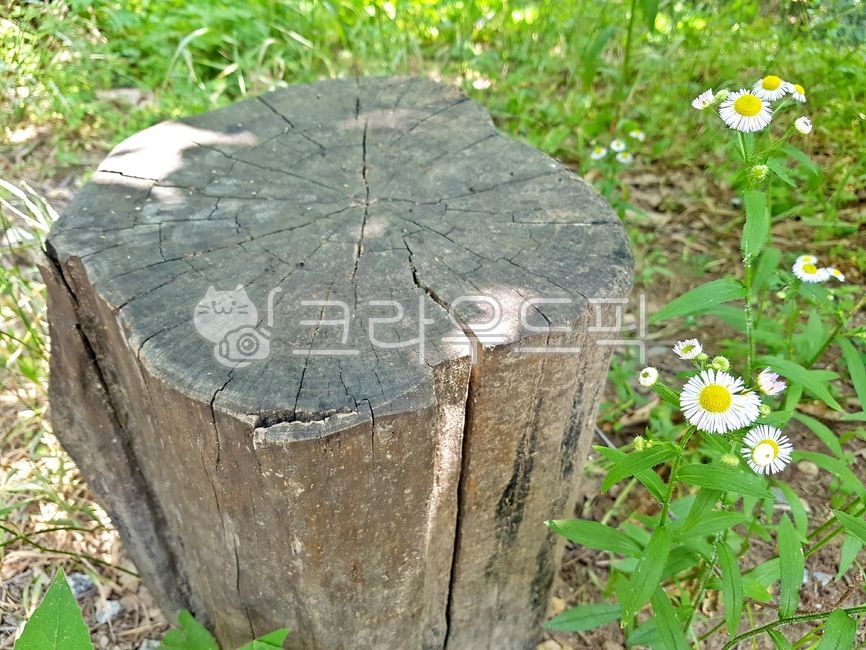 그루터기,식물,나무,고목,들풀