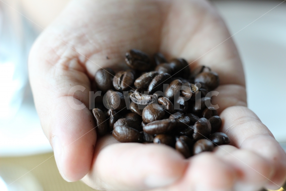 원두,커피,원두커피,손,열매,연출사진,사람,인물,인간,human,person,커피,카페,coffee,cafe,연출,컨셉,콘셉,direction,concept