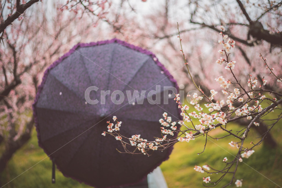 우산,비오는날,매화,매화꽃,매화나무,봄,계절,spring,season,자연,풍경,nature,landscape,감성,sensible,feeling,비,비오는날,rain,rainy